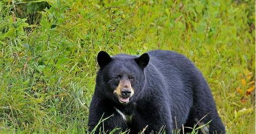 娱乐吃瓜酱熊,揭秘娱乐圈那些不为人知的幕后故事